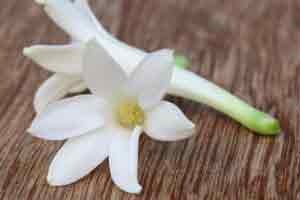 Tuberose Flower White