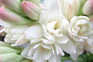 Tuberose perfumes flower Polianthes