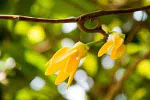 Ylang perfume