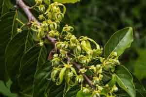 Ylang plants perfume